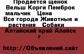 Продается щенок Вельш Корги Пемброк мальчик › Цена ­ 65 000 - Все города Животные и растения » Собаки   . Алтайский край,Алейск г.